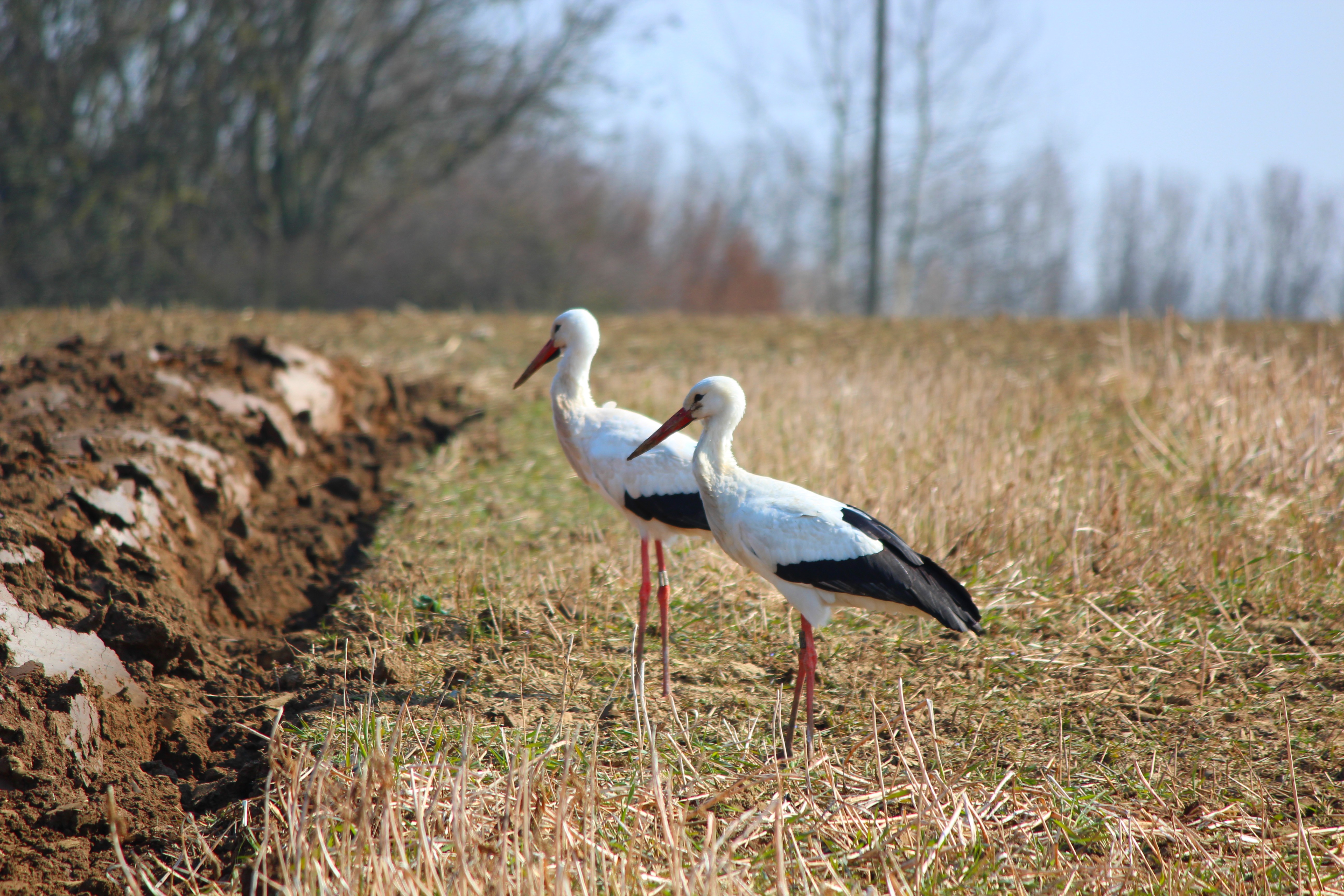 cigogne1.jpg